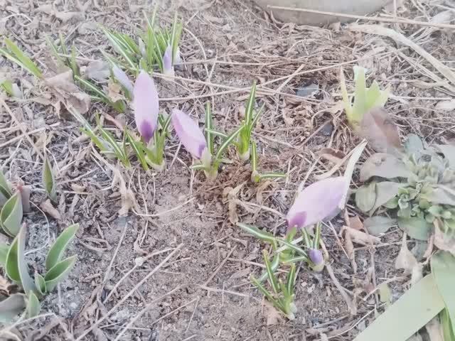 Вегетация перед вторжением холода смотреть онлайн