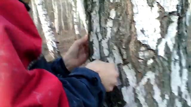 Эффективное собирание березового сока смотреть онлайн