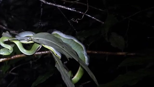 Trimeresurus stejnegeri courtship смотреть онлайн