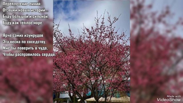 Цветение сакуры и магнолии в Калининграде в начале апреля 2025 смотреть онлайн