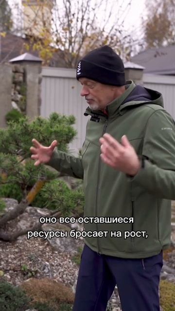 Почему нельзя обрезать деревья в активный период их роста? #бонсай #bonsai #ниваки #сад #обрезка смотреть онлайн