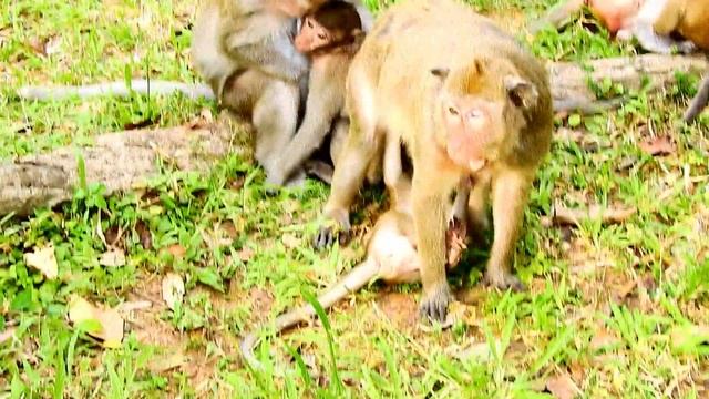 Poor Tima's Newborn baby monkey hungry milk every hour, Timo may spends long time to get weaned смотреть онлайн