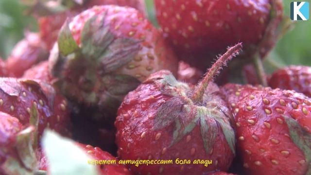 ҚҰЛПЫНАЙ ЖАЙЛЫ 12 ҚЫЗЫҚТЫ МӘЛІМЕТ смотреть онлайн