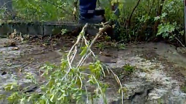 Csepppas Kuzdelme A Gigantikus Faval