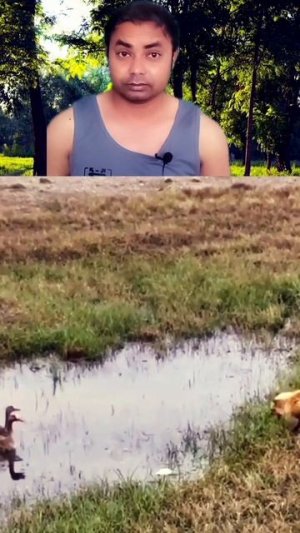 Fox Hunting a Duck 😱#fox #duck #shorts