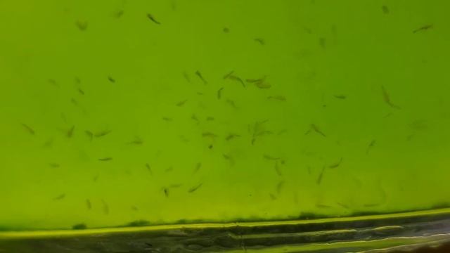 Brine shrimp update 2 смотреть онлайн