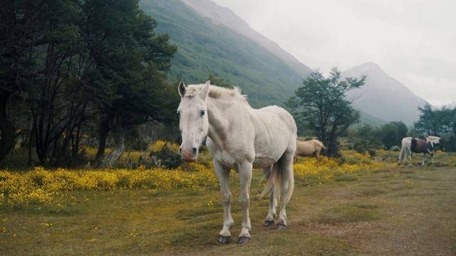 How To STABILIZE VIDEO In Davinci Resolve