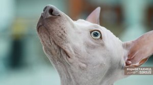 Секреты породы. Американский голый терьер // #приВЕТАХМЕД