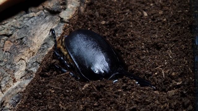 The precious beetle of Bolivia! Dynastes Satanas (Beetle ASMR) смотреть онлайн