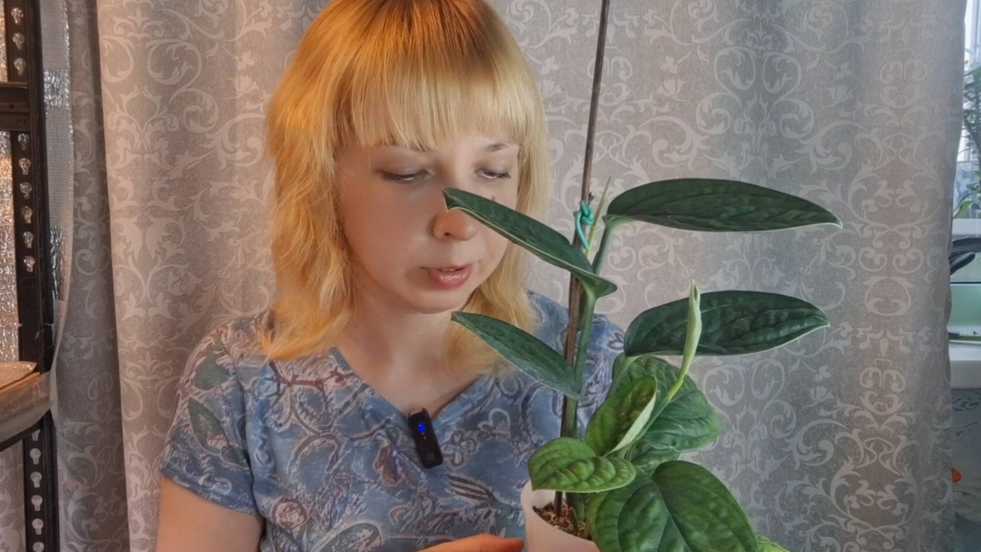 Эпипремнум Марбл Планет на фитильном поливе. смотреть онлайн