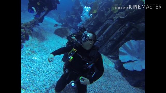 TRAVEL VLOG: SHARK DIVE AT DUBAI AQUARIUM, SCUBA DIVING TAYO || Maril Slade смотреть онлайн