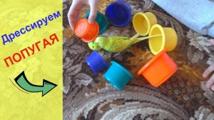 ДРЕССИРОВКА ВОЛНИСТОГО ПОПУГАЯ ▶️ КАК ДРЕССИРОВАТЬ ПОПУГАЯ / зеленый попугайчик TV