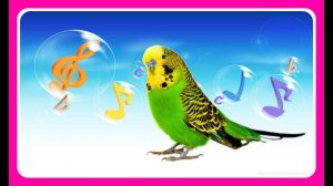 КАК ВОЛНИСТЫЙ ПОПУГАЙ ЧИРИКАЕТ И ПОЕТ//ЖИЗНЬ ПОПУГАЯ ТОШИ В КЛЕТКЕ//PARROT//зеленый попугайчик TV