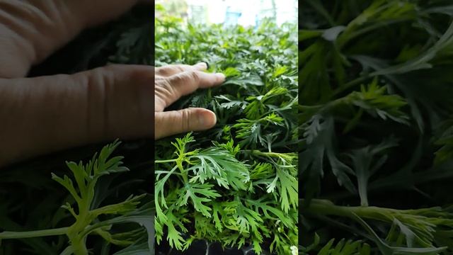 Свежайшие растения уже в Омске