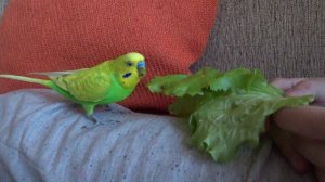 ЛЮБИМОЕ ЛАКОМСТВО ПОПУГАЯ ТОШИ / КОРМ для ПОПУГАЯ / УХОД за ПОПУГАЕМ / зеленый попугайчик TV