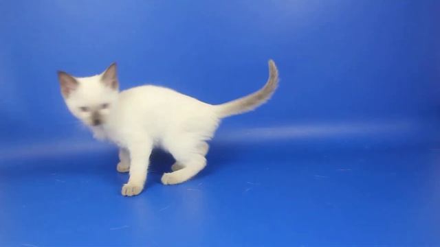 Thai girl (b 33) Beatrice Gamlet, age 2 months смотреть онлайн