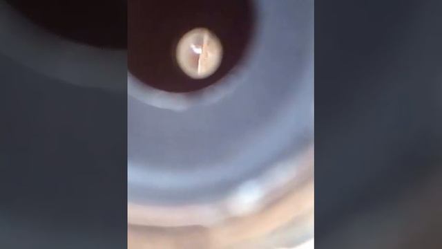 Муравей под микроскопом-2.10-е апреля 2017 года. смотреть онлайн