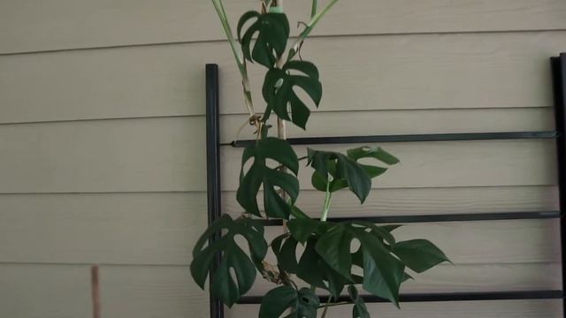 MY PORCH PLANT TOUR 2022 | 20+ Plants смотреть онлайн