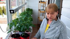 Коронный цветок у перца. Удалять или нет.
