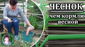 Эта подкормка чеснока  весной обеспечит хороший урожай чеснока