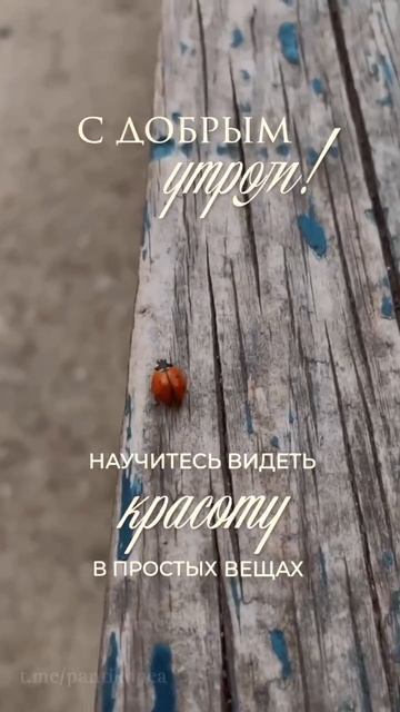 🐞🐞🐞 смотреть онлайн