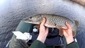 ПОПАЛ НА ВЕСЕННИЙ ЖОР ЩУКИ ПЕРЕД НЕРЕСТОМ! ЩУКА УТАЩИЛА СНАТЬ ПРЯМО В КАМЫШ.