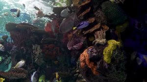 Аквариум мечты 🐠