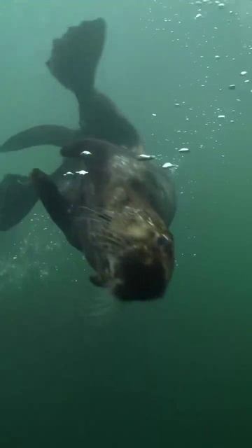 veja qual a semelhança da lontra com o pato! #yearofyou #curiosidades #lontras #patos смотреть онлайн