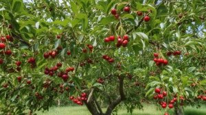 Вишня – посадка и уход - Советы для сада