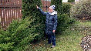 Хвойные растения. Подготовка к зиме.