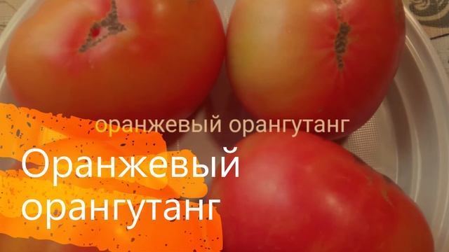 Одни из лучших сортов томатов! Не откажусь от них! смотреть онлайн