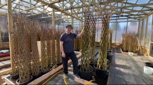 Плетение пальмы из прутка ивы (Русская пальма) продажа прутка ивы +7(977) 427-55-66