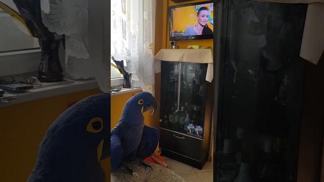 Ромео просто обожает смотреть телевизор, любимое - про птиц,особенно про себя!!!))) смотреть онлайн
