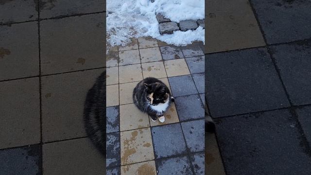 Зеленоградск (до 1946 года назывался Кранц)