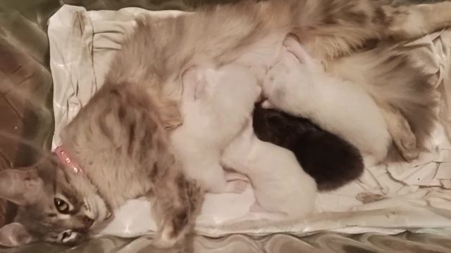 Кошачье семейство! смотреть онлайн