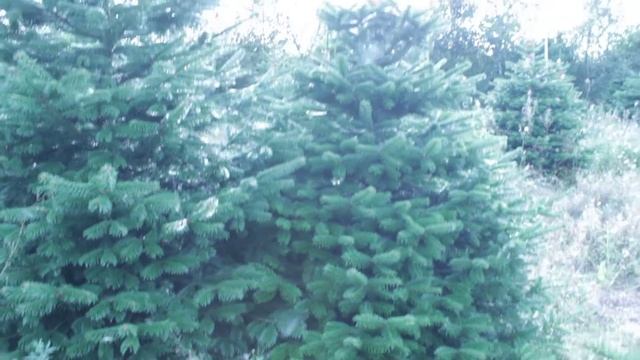 16 205 Пихта Нордмана срезанная 2.25 - 2.50 м. смотреть онлайн