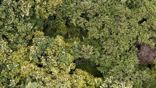 Fruit bats are reforesting African woodlands смотреть онлайн