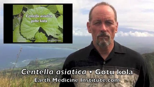 Centella asiatica (Pohe Kula • Gotu Kola) смотреть онлайн