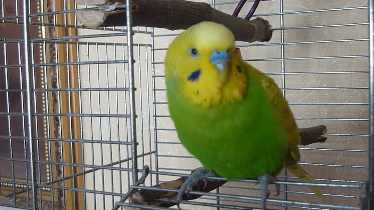 КАК ПОПУГАЙ РАДОСТНО ПОЕТ И ЛЕТАЕТ ▶️ВЕСЕЛОЕ ПЕНИЕ ПОПУГАЯ ▶️ПОЛЕТЫ ПОПУГАЯ зеленый попугайчик TV смотреть онлайн