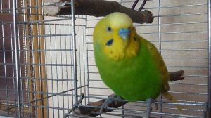 КАК ПОПУГАЙ РАДОСТНО ПОЕТ И ЛЕТАЕТ ▶️ВЕСЕЛОЕ ПЕНИЕ ПОПУГАЯ ▶️ПОЛЕТЫ ПОПУГАЯ  зеленый попугайчик TV