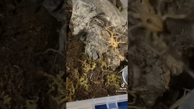 A unboxing from Hardcore Aranchinds! A Cerbalus sp. Egypt and a Galeous Grabti! thanks Tom you rock смотреть онлайн
