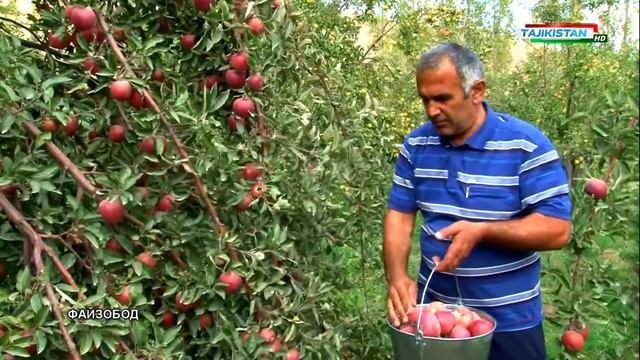 Tajikistan apple orchard 🍎🍎🍎 смотреть онлайн