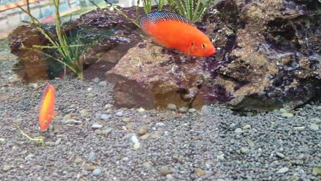 Hemichromis exul guarding fry смотреть онлайн