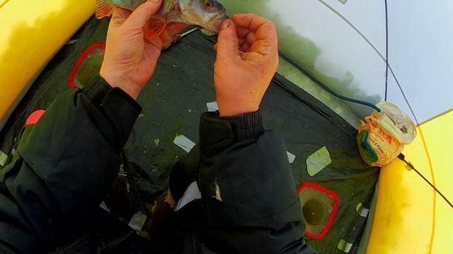 Как  я на 8 марта, щуку под пятюху