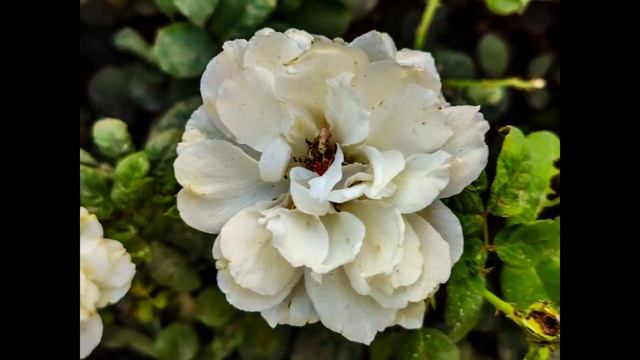 Beautiful Rose flowers photos for wallpaper Whatsapp | Best camera mobile OnePlus 9 смотреть онлайн