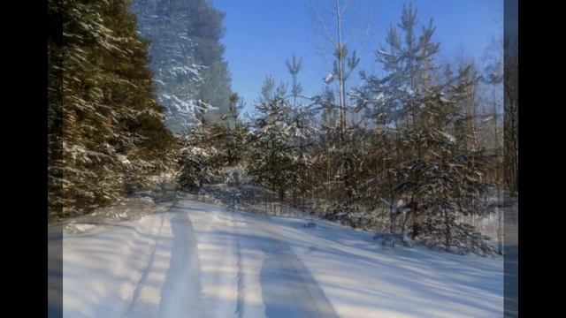 Зимний лес смотреть онлайн