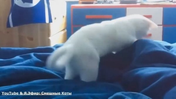 Смешные Коты! Приколы с котами! Смешные животные! Смешные видео! Приколы про котов! Выпуск №13