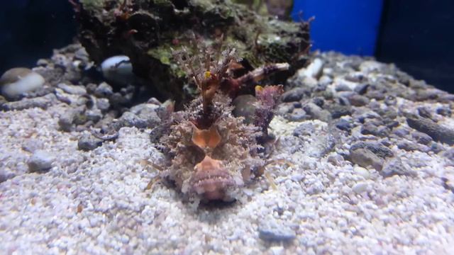 Popeye Sea Goblin (Inimicus didactylus) Burying Itself смотреть онлайн