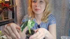 Будни цветовода.Апрель.