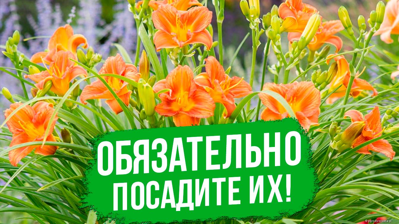 Многолетники для СОЛНЕЧНОГО САДА! Обязательно посадите их.